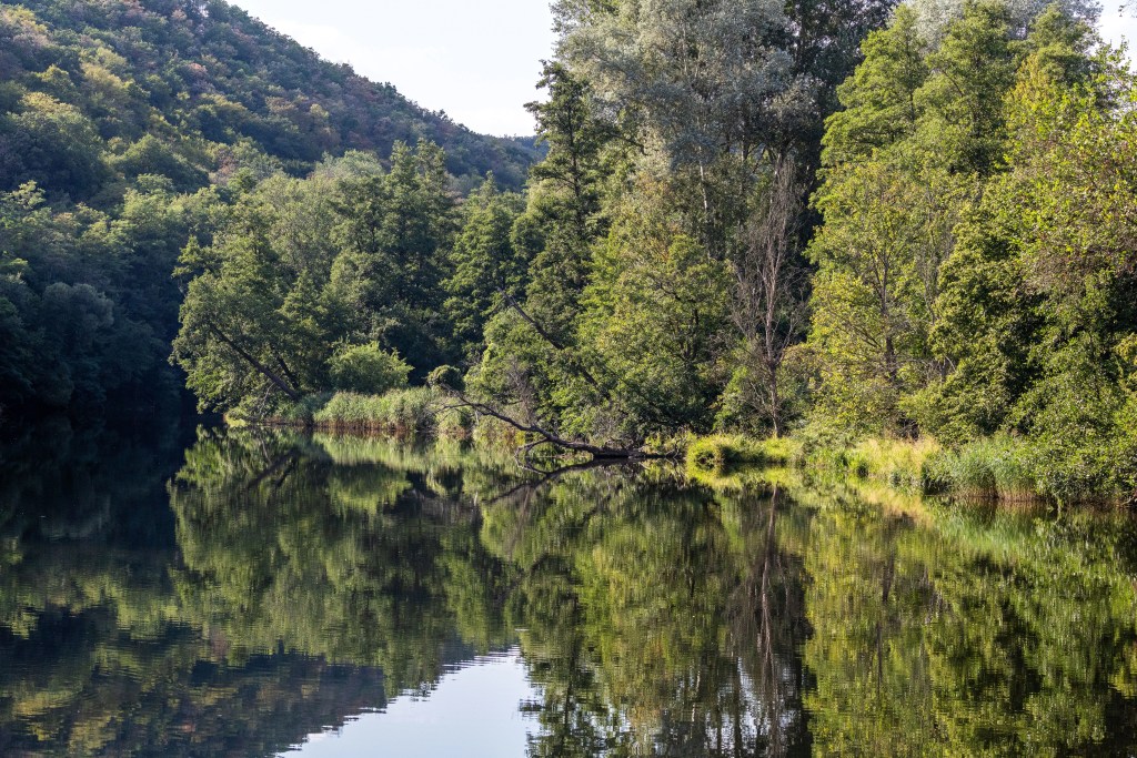 Upės skaidriame vandenyje atsispindi miškas